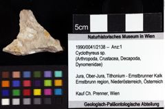 Foto (Objket + Etiketten) von Cyclothyreus sp. 